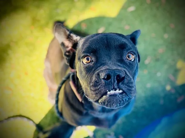A young medium-sized female Pit Bull Terrier dog named Storm for adoption in Orlando, FL
