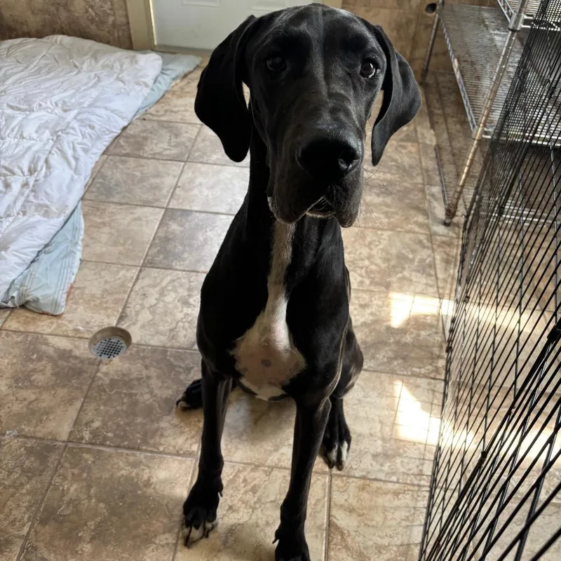 A young extra large-sized female Black Great Dane dog named Oreo for adoption in LOXAHATCHEE, FL