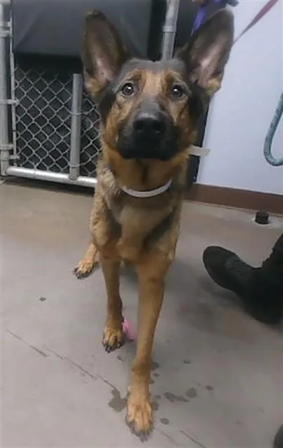An adult large-sized female German Shepherd Dog dog named Dina for adoption in Phoenix, AZ
