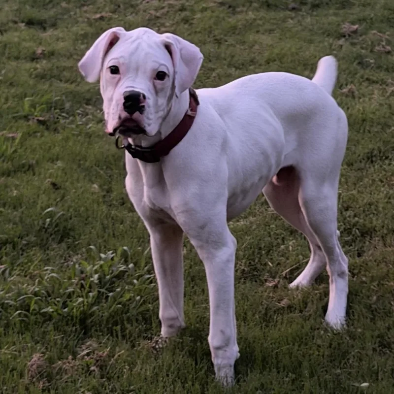 A young small-sized male White / Cream Boxer dog named Murphy for adoption in Fayetteville, GA