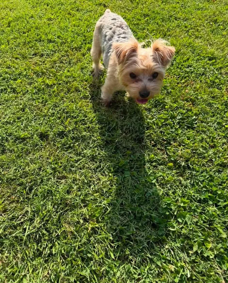 An adult small-sized male Yorkshire Terrier dog named Coco Puff for adoption in Richmond, KY