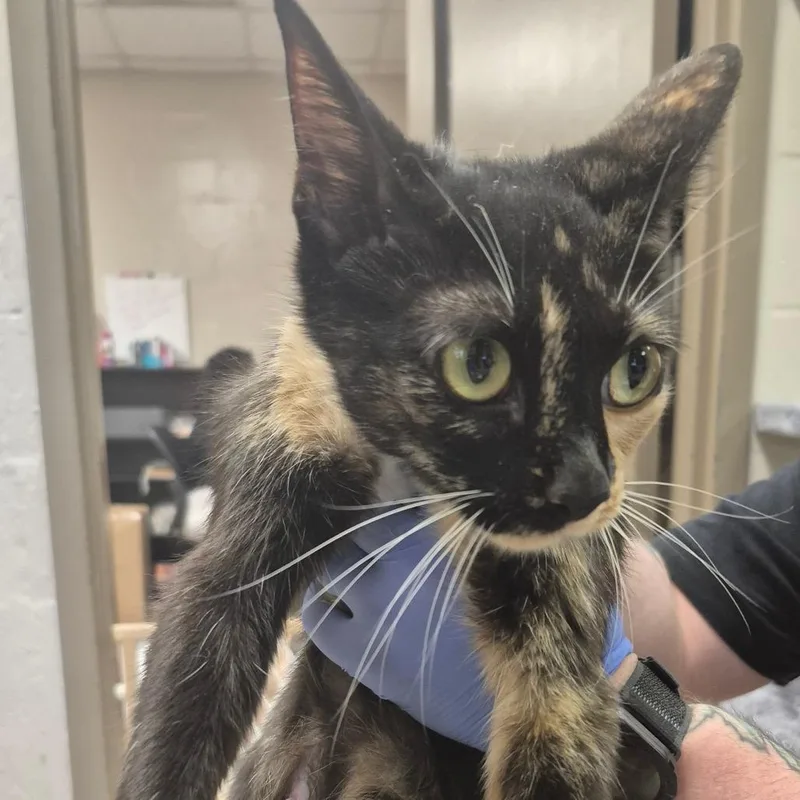 An adult medium-sized female Calico Domestic Short Hair cat named Miski for adoption in Birmingham, AL