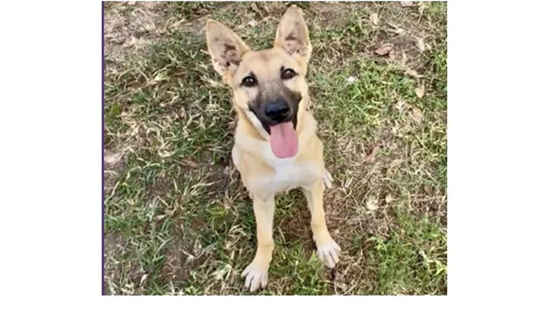 An adult medium-sized female White / Cream German Shepherd Dog dog named Abby for adoption in Saugus, MA