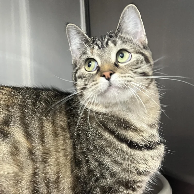 A baby medium-sized female Domestic Medium Hair cat named Rachel for adoption in Mount Pleasant, MI