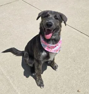 A young medium-sized female Shepherd dog named Roxy for adoption in Bucyrus, OH