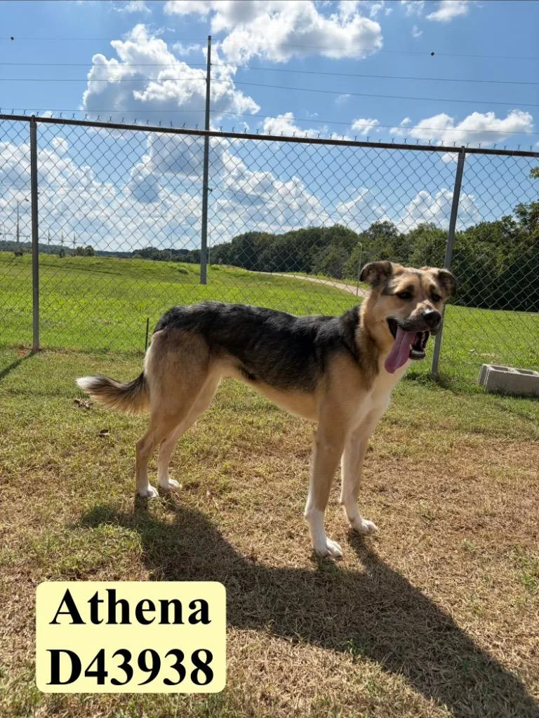 Athena thumbnail 3