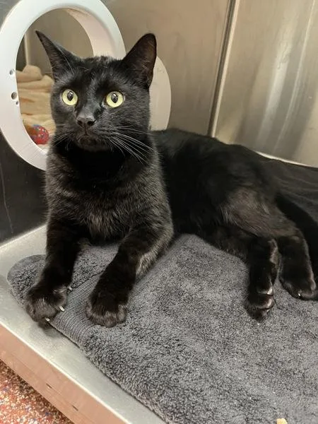 An adult large-sized male Domestic Short Hair cat named Maximus for adoption in Stratham, NH