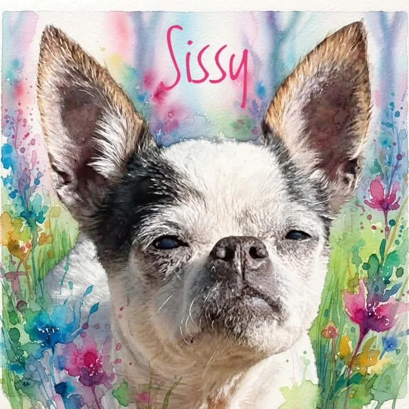 A senior small-sized female White / Cream Chihuahua dog named Sissy for adoption in Kokomo, IN