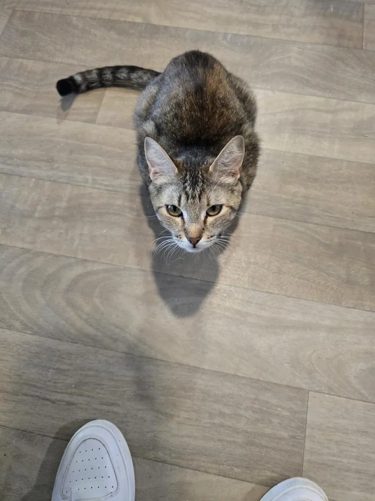 An adult medium-sized female Brown / Chocolate Domestic Short Hair cat named Moira for adoption in Vancouver, WA