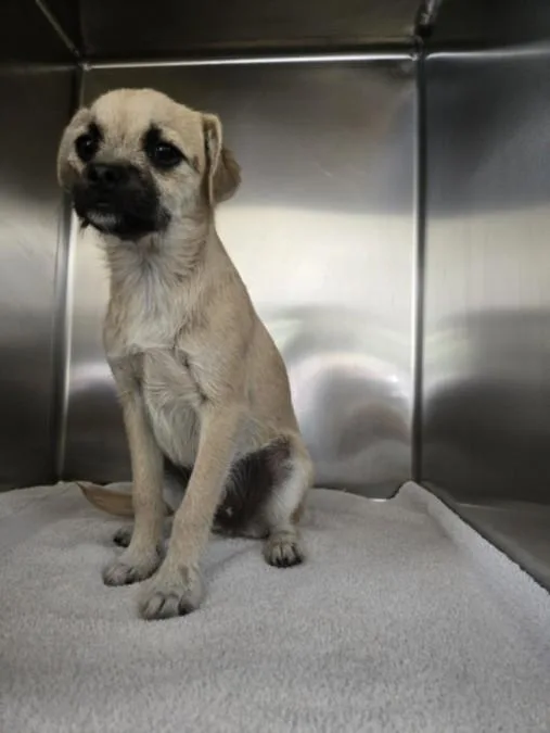 A baby small-sized female Pug dog named Buffy for adoption in San Pedro, CA