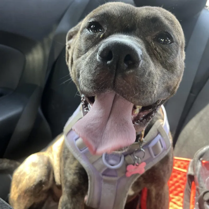 An adult medium-sized female Brindle Pit Bull Terrier dog named Halo for adoption in Greensboro, NC