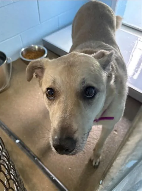 An adult large-sized female Labrador Retriever dog named Molly for adoption in Killeen, TX