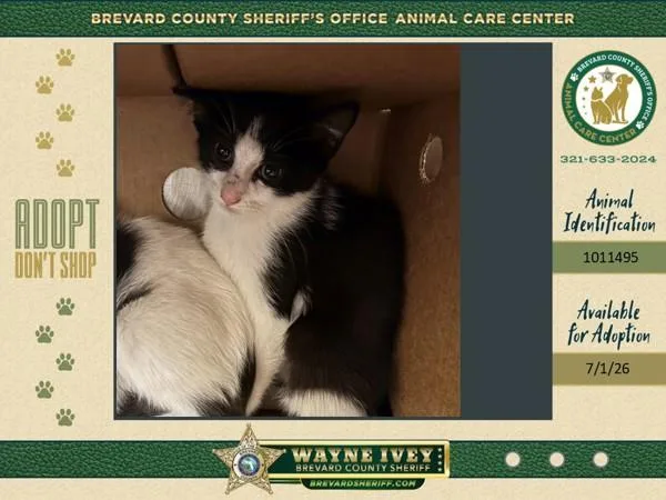 A baby small-sized female Domestic Short Hair cat named Meese for adoption in Melbourne, FL