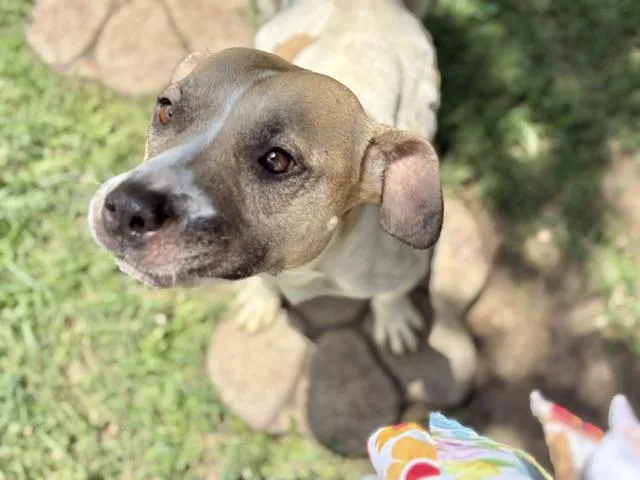 An adult medium-sized female Pit Bull Terrier dog named Ariel for adoption in Tulsa, OK