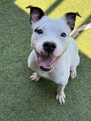 An adult medium-sized male Mixed Breed dog named Michel for adoption in Atlanta, GA