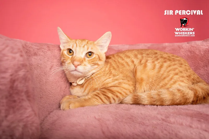 Sir Percival