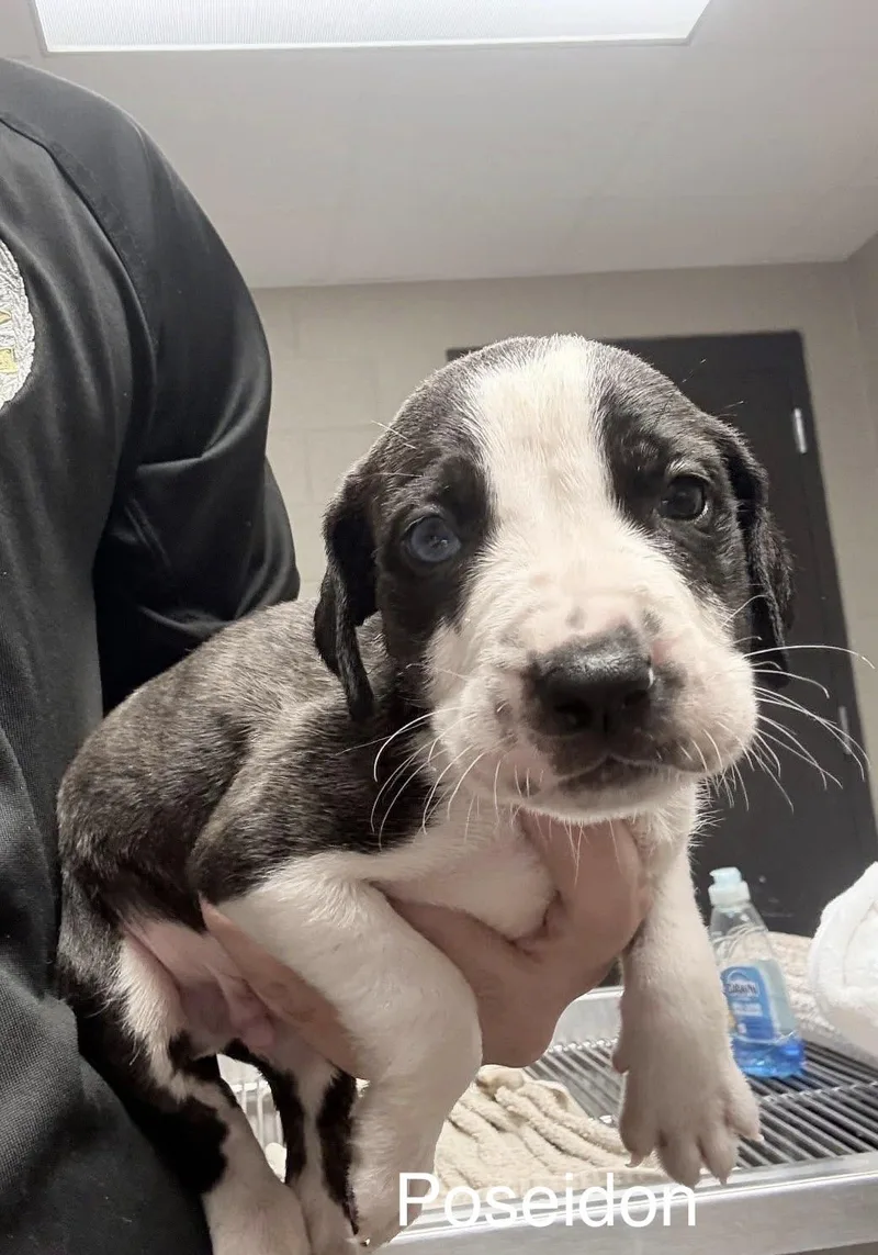 A baby medium-sized male White / Cream Staffordshire Bull Terrier dog named Poseidon for adoption in Newfoundland, NJ