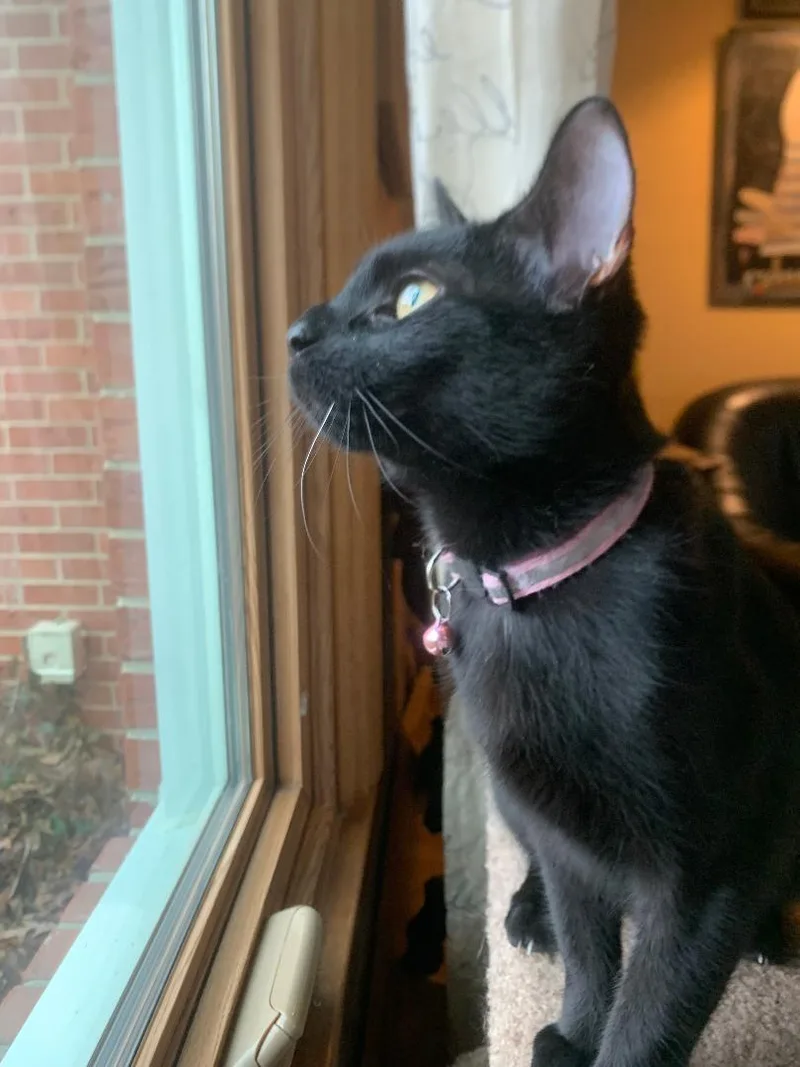 A baby medium-sized female Domestic Short Hair cat named Ava Mae for adoption in Mokena, IL