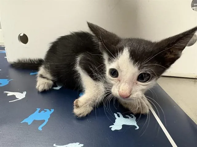 A baby small-sized female Domestic Short Hair cat named Dewey for adoption in Ontario, CA