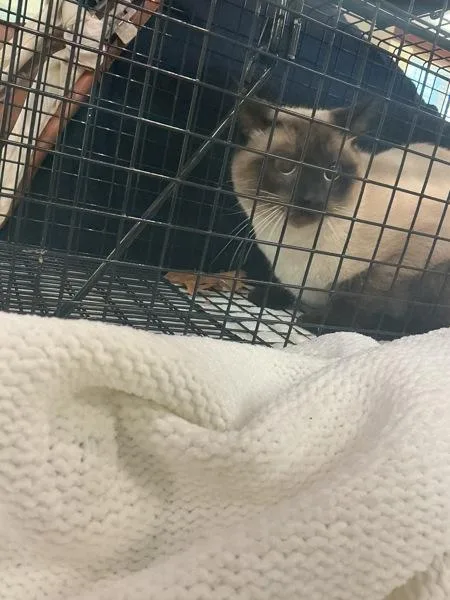 An adult small-sized male Siamese cat named Butterball for adoption in Virginia Beach, VA
