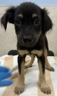 A baby small-sized male Mixed Breed dog named Chewbarka for adoption in Honolulu, HI
