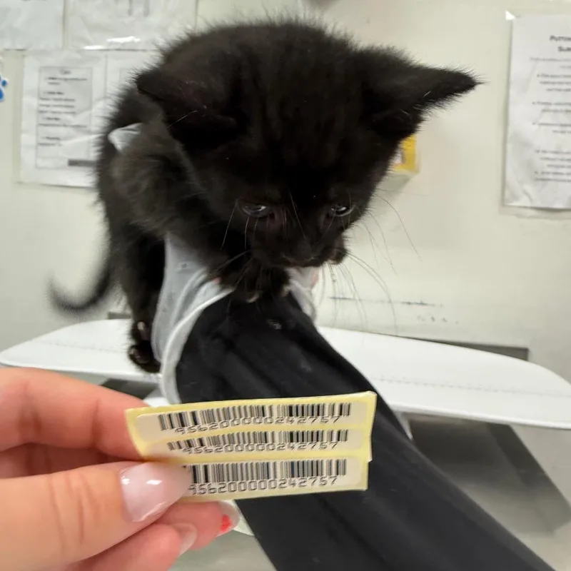 A baby small-sized female Black Domestic Medium Hair cat named Go Fish for adoption in Charleston, WV