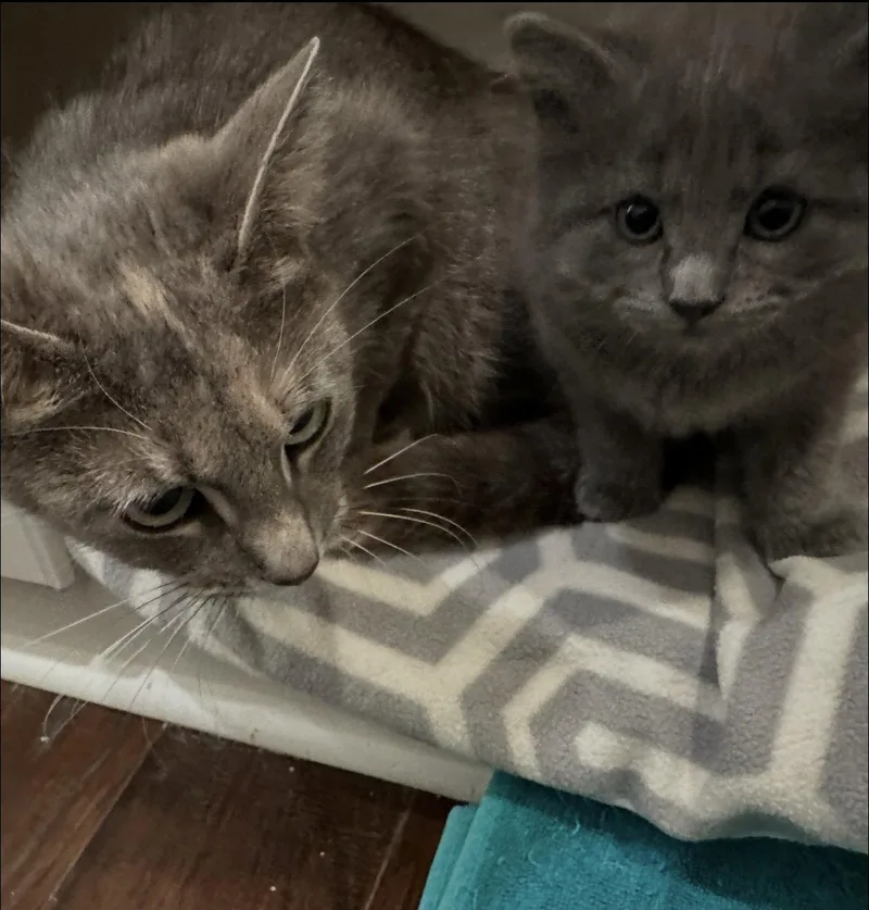 A young small-sized female Tabby cat named Lucinda C And Misty for adoption in Saunderstown, RI