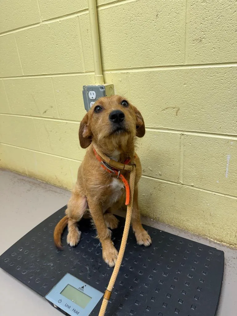 A young medium-sized female Terrier dog named Bailey for adoption in Crossville, TN