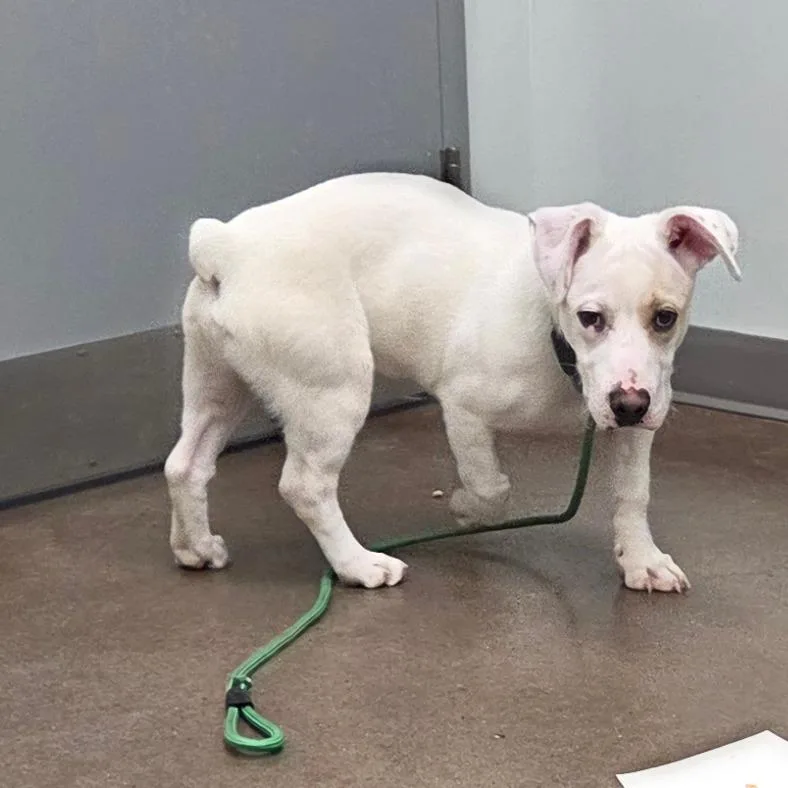 A young medium-sized male White / Cream Mixed Breed dog named Yurik for adoption in Chattanooga, TN