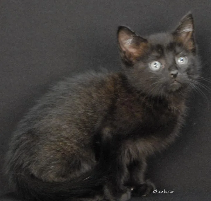A baby medium-sized female Black Domestic Short Hair cat named Boombox for adoption in Newland, NC