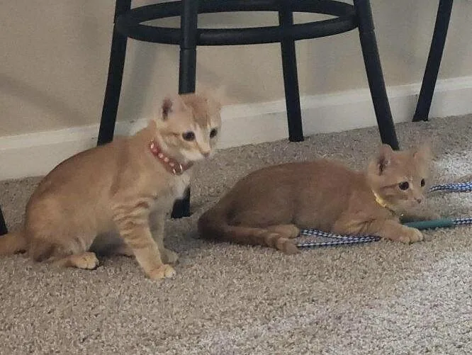 A baby small-sized male Orange / Red Tabby cat named Scottsdale  AZ Litter for adoption in Anthem, AZ
