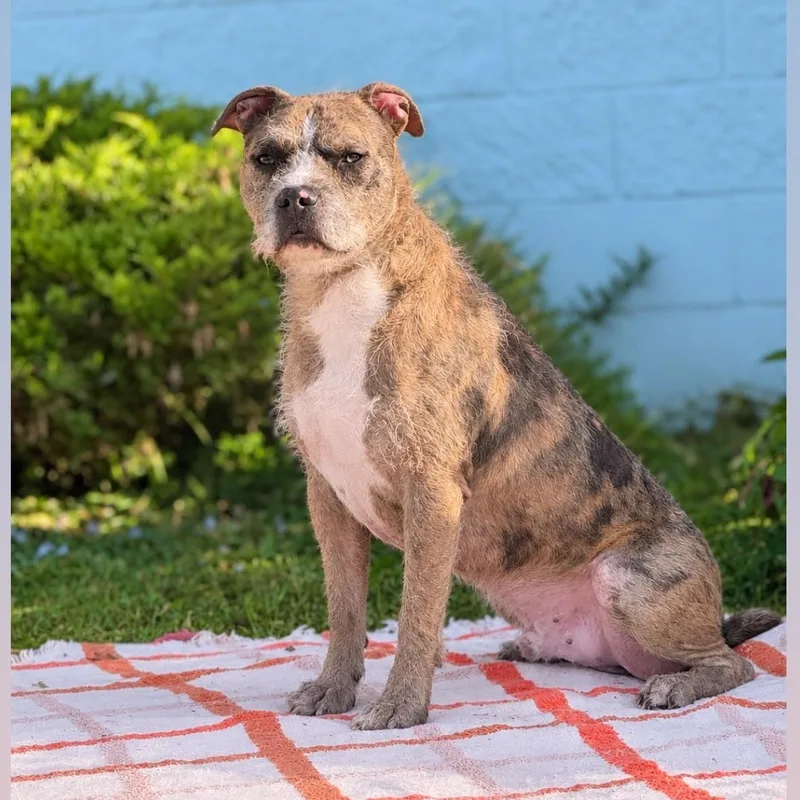 An adult medium-sized male Pit Bull Terrier dog named Smoosh for adoption in Syosset, NY