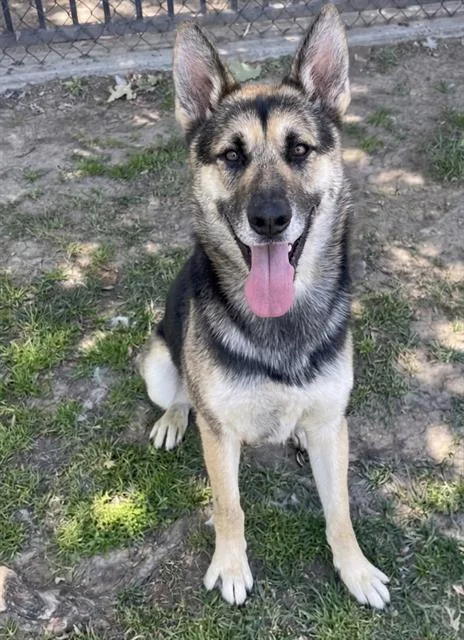 A young large-sized female Shepherd dog named Kaya for adoption in Riverside, CA