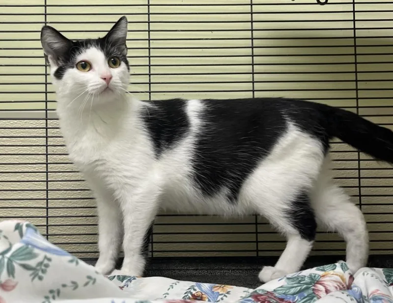 A baby small-sized male Domestic Short Hair cat named Aladdin for adoption in Shorewood, IL