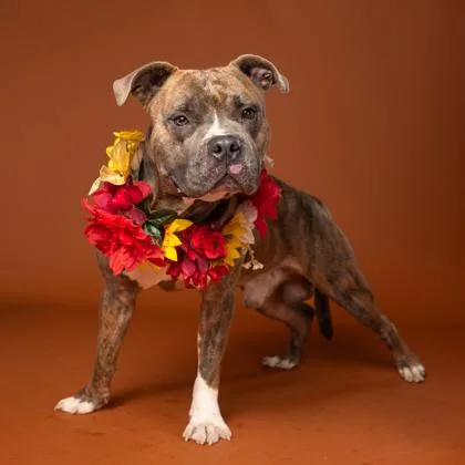 An adult large-sized male Pit Bull Terrier dog named Tonka for adoption in Atlanta, GA