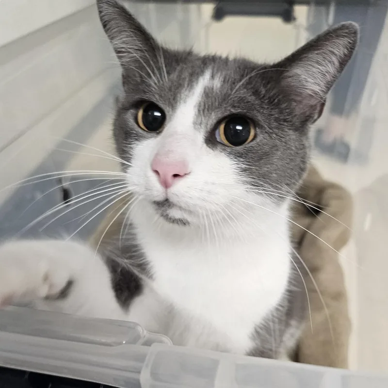 An adult medium-sized female Gray / Blue / Silver Domestic Short Hair cat named Dory for adoption in Evansville, IN
