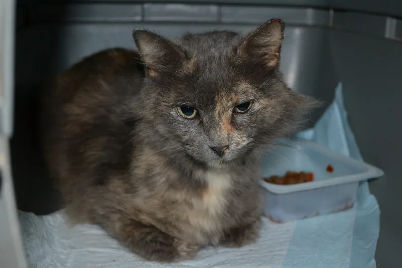 A baby medium-sized female Dilute Tortoiseshell Domestic Long Hair cat named Layla for adoption in Jackson, LA