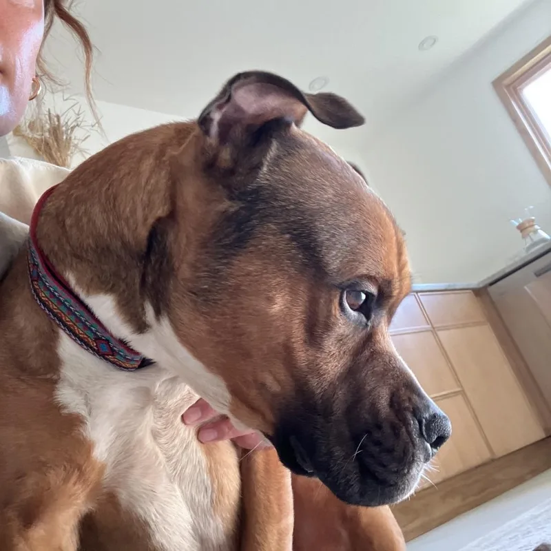 An adult medium-sized male Yellow / Tan / Blond / Fawn Mixed Breed dog named Nico for adoption in Nantucket, MA