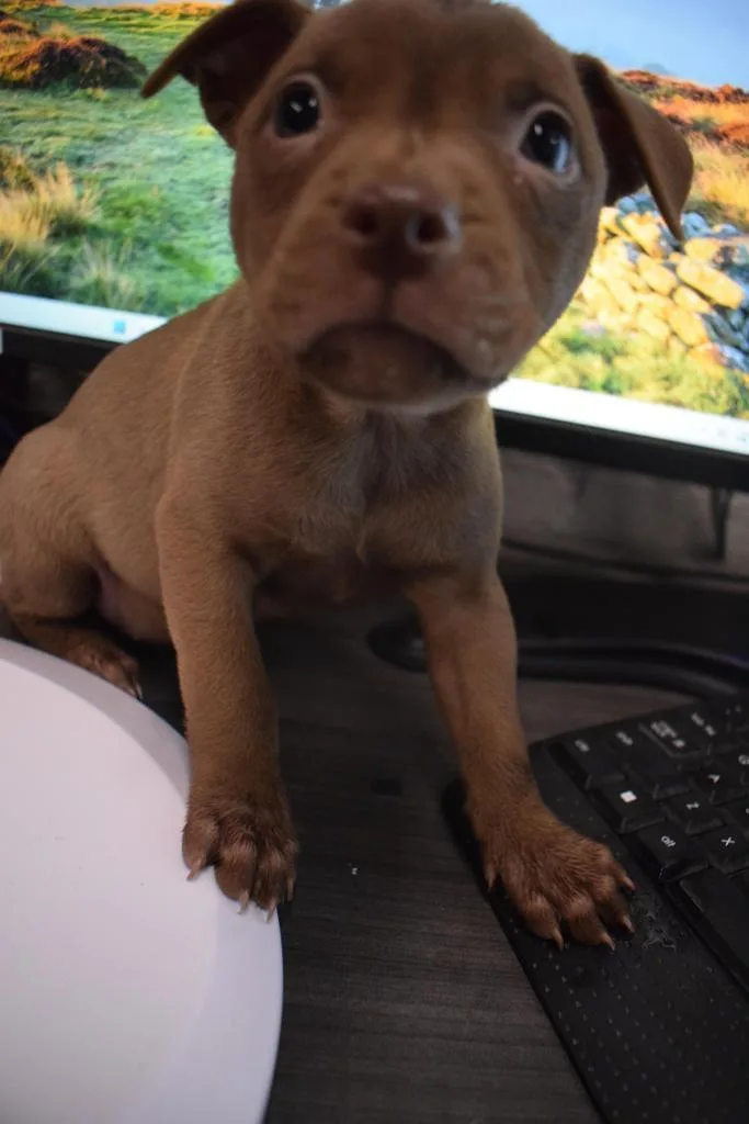 A baby medium-sized female American Bulldog dog named Chocolate for adoption in Pahrump, NV