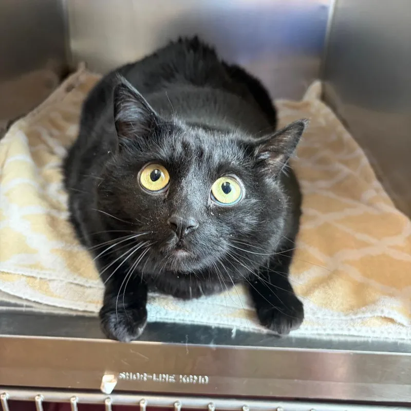 An adult extra large-sized female Black Domestic Short Hair cat named Ruby Rose for adoption in Council Bluffs, IA