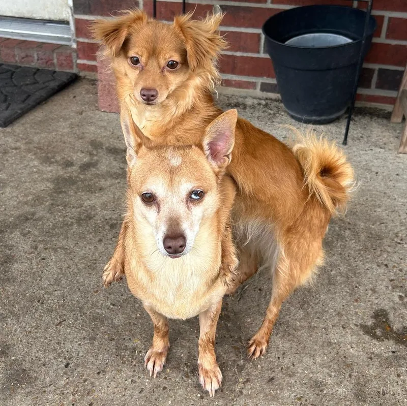 A young small-sized female Yellow / Tan / Blond / Fawn Chiweenie dog named Anna for adoption in Manvel, TX