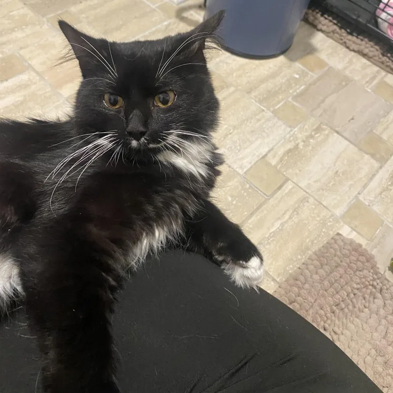 A young medium-sized male Black Domestic Long Hair cat named Traffic Jam for adoption in St. Paul, MN