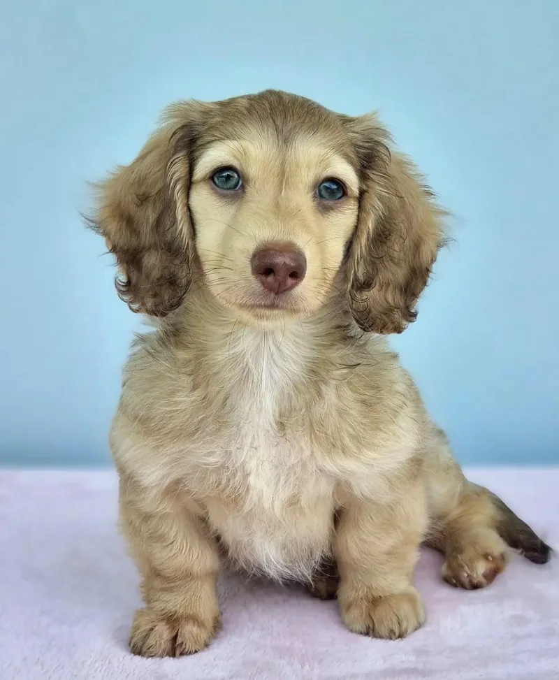 A young small-sized male Dachshund dog named Hilda for adoption in Newmanstown, PA