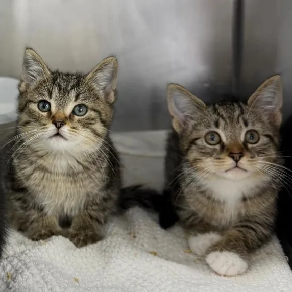 A baby medium-sized male Tabby (Gray / Blue / Silver) Domestic Short Hair cat named Shawnee for adoption in Mount Vernon, OH