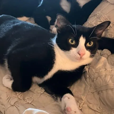 Hash Brown thumbnail 2