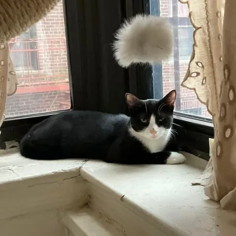 Hash Brown thumbnail 3