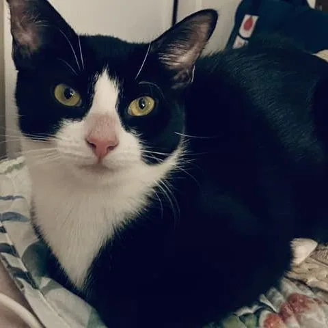 Hash Brown thumbnail 4