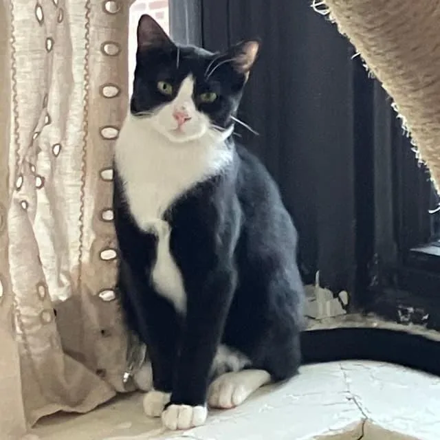 Hash Brown thumbnail 5