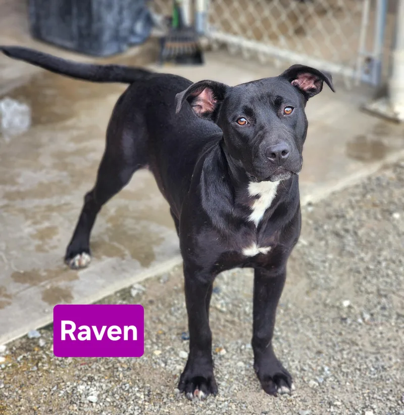 A baby medium-sized female Black Labrador Retriever dog named Raven for adoption in Clinton, MO