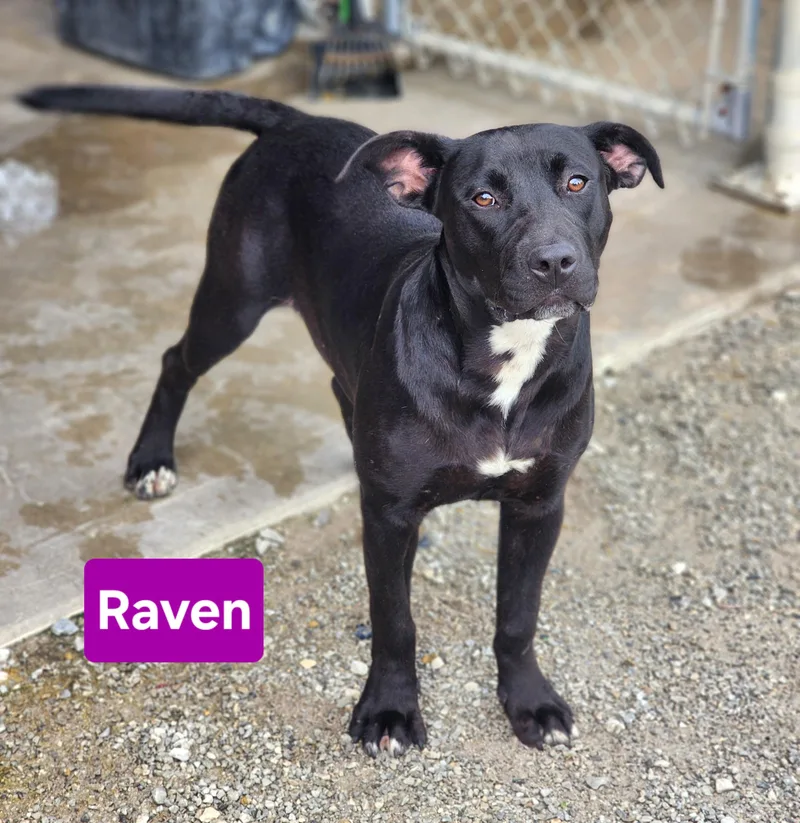 Raven thumbnail 2